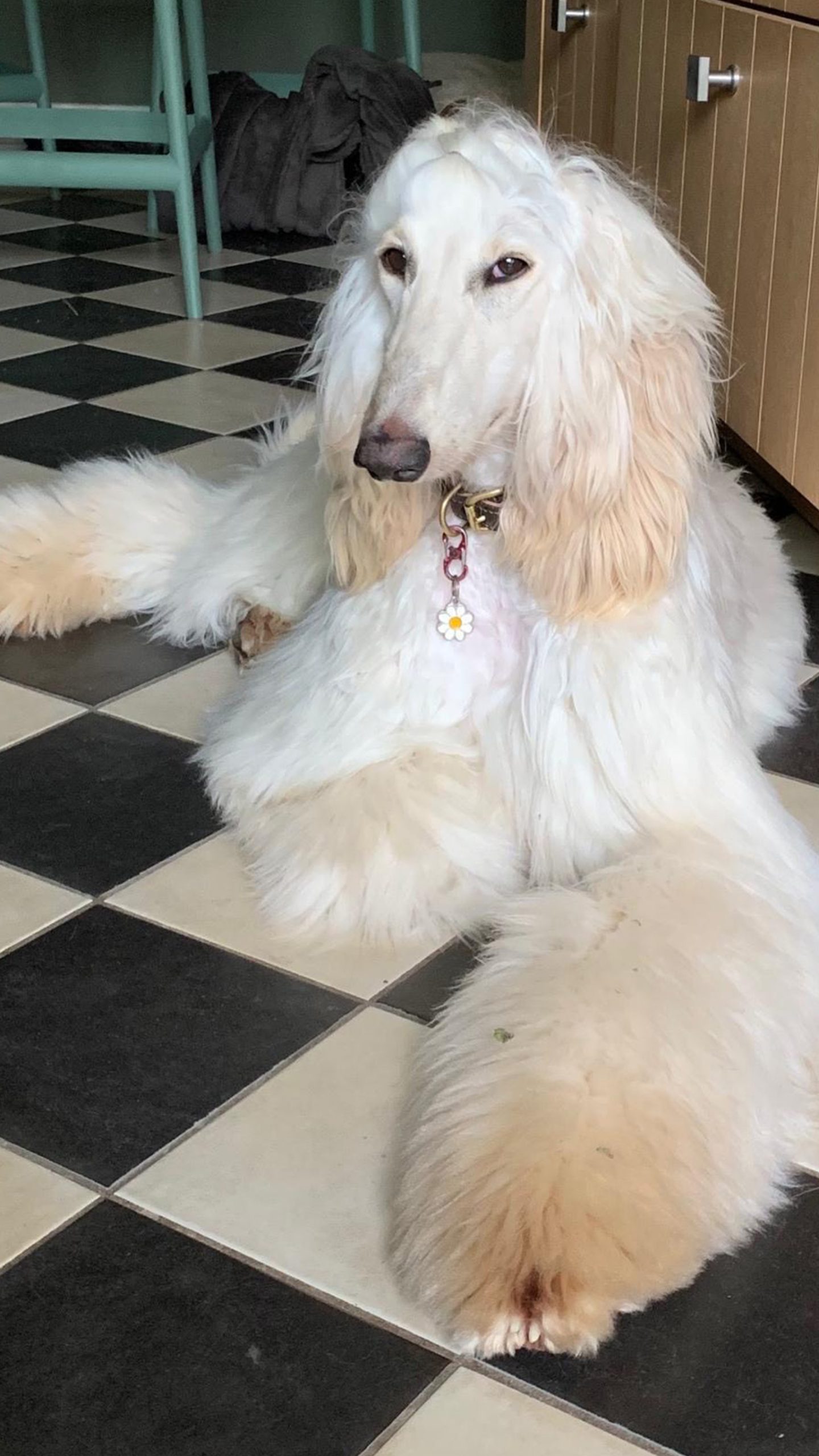 Photo originale du chien afghan